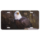 Search for bald eagle license plates Wildlife
