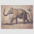 Search for elephant tissue paper Wildlife