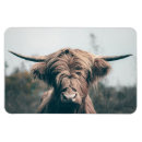 Search for cow magnets Highland
