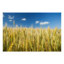 Search for farm scene posters Cereal plant