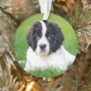 Search for newfoundland dog ornaments Landseer