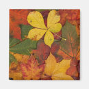 Search for fall leaf magnets Colorful