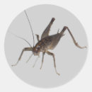 Search for cricket stickers Insect