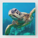 Search for turtle clocks Ocean