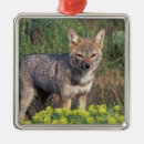 Search for chile ornaments Park