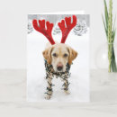 Search for labrador retriever christmas cards Humor