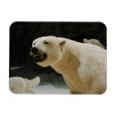 Search for global warming cards Wildlife