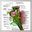 Search for brain posters Nerves