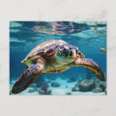Search for sea turtle postcards Ocean