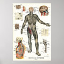 Search for anatomy posters Anatomical