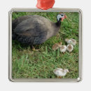 Search for guinea fowl home living Hen