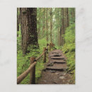 Search for olympic national park postcards Forest
