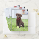 Search for puppy folders Animal