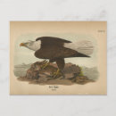 Search for audubon postcards Lithograph