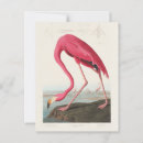 Search for audubon birds of america postcards Vintage