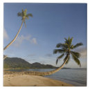 Search for palm tree tiles Outdoors