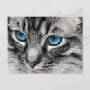 Search for blue cat postcards Pets