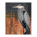 Search for great blue heron gifts Lake