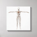 Search for female anatomy canvas prints White background