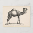Search for animal postcards Desert