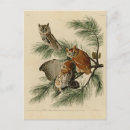 Search for vintage bird postcards Birds of america