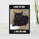 Search for funny cat 50th birthday cards Friend