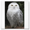 Search for bird posters Owls