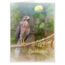 Search for hawk birthday cards Animals