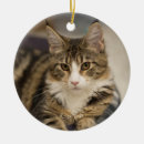 Search for maine coon cat ornaments Cute