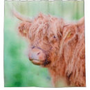 Search for cow shower curtains Heilan coo