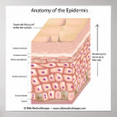 Search for skincare posters Beauty