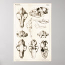 Search for wolf posters Grey