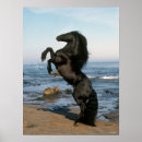 Search for friesian horse art Rearing