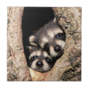 Search for forest animals tiles Raccoon