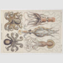 Search for kraken crafts party Marine life