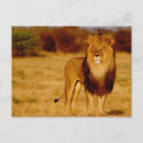 Search for africa postcards Wildlife