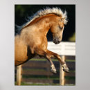 Search for horse anatomy posters Palomino