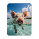 Search for swimming pig Piglet