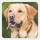 Search for yellow lab stickers Puppies