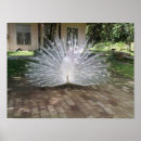 Search for white peacock art Beautiful