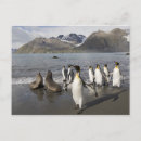 Search for antarctica postcards Landscape