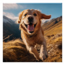 Search for golden retriever posters Dog