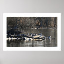 Search for merganser duck Photography