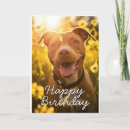 Search for pitbull birthday cards Dogs