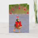 Search for funny duck christmas cards Festive