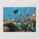 Search for scuba diving gifts Snorkeling