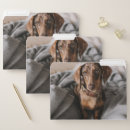 Search for dachshund folders Canine