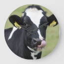 Search for cow clocks White