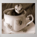 Search for teacups and saucers Roses