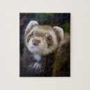 Search for ferret gifts Wildlife